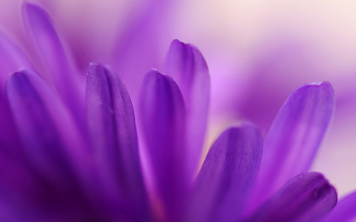 Velvet Petals from Chrome web store to be run with OffiDocs Chromium online Velvet Petals from Chrome web store to be run with OffiDocs Chromium online