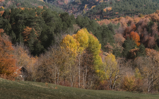 Vibrant Fall Foliage in Bolu, Türkiye from Chrome web store to be run with OffiDocs Chromium online Vibrant Fall Foliage in Bolu, Türkiye from Chrome web store to be run with OffiDocs Chromium online