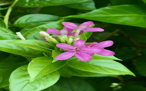 Wallpaper of the gentleman flower from Chrome web store to be run with OffiDocs Chromium online Wallpaper of the gentleman flower from Chrome web store to be run with OffiDocs Chromium online