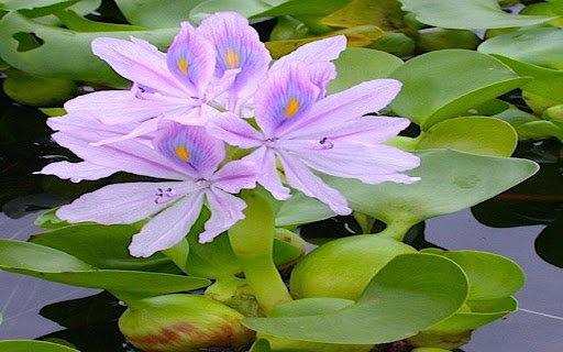 water hyacinth wallpaper from Chrome web store to be run with OffiDocs Chromium online water hyacinth wallpaper from Chrome web store to be run with OffiDocs Chromium online