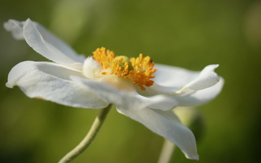 White anemone from Chrome web store to be run with OffiDocs Chromium online White anemone from Chrome web store to be run with OffiDocs Chromium online