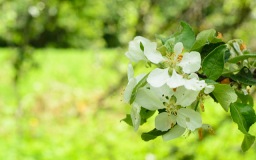White Apple Blossom Theme from Chrome web store to be run with OffiDocs Chromium online White Apple Blossom Theme from Chrome web store to be run with OffiDocs Chromium online