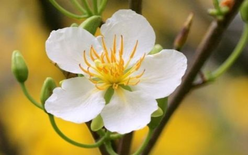 White apricot flower wallpaper from Chrome web store to be run with OffiDocs Chromium online White apricot flower wallpaper from Chrome web store to be run with OffiDocs Chromium online