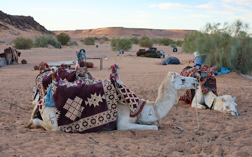 White Camels from Chrome web store to be run with OffiDocs Chromium online White Camels from Chrome web store to be run with OffiDocs Chromium online