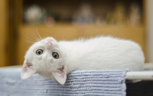 White cat lying on its back from Chrome web store to be run with OffiDocs Chromium online White cat lying on its back from Chrome web store to be run with OffiDocs Chromium online