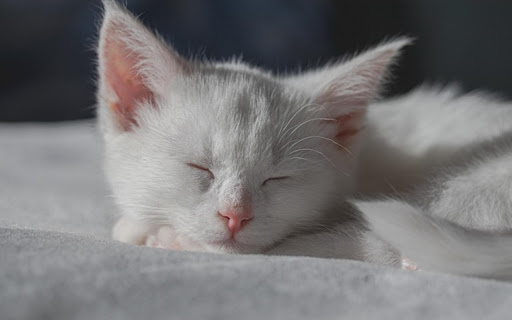 WHITE CAT THEME from Chrome web store to be run with OffiDocs Chromium online WHITE CAT THEME from Chrome web store to be run with OffiDocs Chromium online