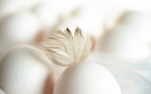 White chicken eggs from Chrome web store to be run with OffiDocs Chromium online White chicken eggs from Chrome web store to be run with OffiDocs Chromium online