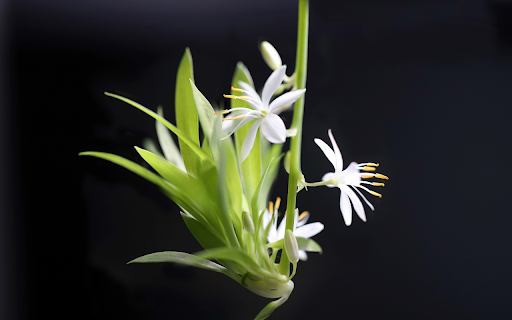 white cymbidium from Chrome web store to be run with OffiDocs Chromium online white cymbidium from Chrome web store to be run with OffiDocs Chromium online