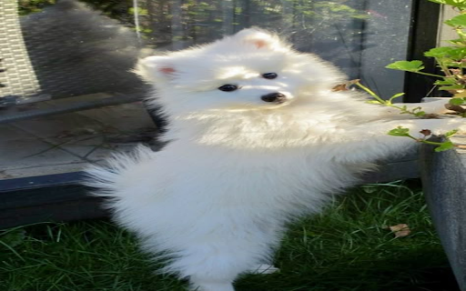 White Dog Wallpaper from Chrome web store to be run with OffiDocs Chromium online White Dog Wallpaper from Chrome web store to be run with OffiDocs Chromium online