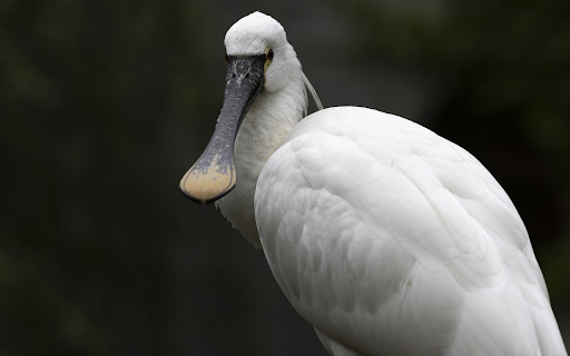 White duck billed bird from Chrome web store to be run with OffiDocs Chromium online White duck billed bird from Chrome web store to be run with OffiDocs Chromium online