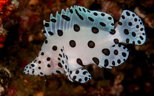 White fish with black polka dots from Chrome web store to be run with OffiDocs Chromium online White fish with black polka dots from Chrome web store to be run with OffiDocs Chromium online