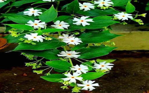 White flower tree wallpaper from Chrome web store to be run with OffiDocs Chromium online White flower tree wallpaper from Chrome web store to be run with OffiDocs Chromium online