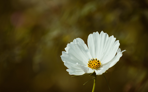 White flower with butterfly wings from Chrome web store to be run with OffiDocs Chromium online White flower with butterfly wings from Chrome web store to be run with OffiDocs Chromium online