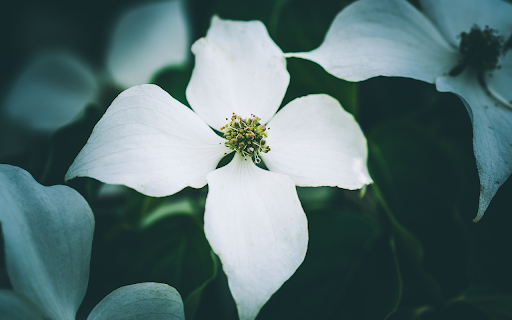 White four petaled flowers from Chrome web store to be run with OffiDocs Chromium online White four petaled flowers from Chrome web store to be run with OffiDocs Chromium online