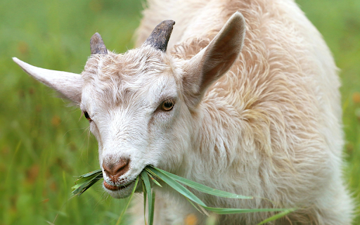 White goat eating grass from Chrome web store to be run with OffiDocs Chromium online White goat eating grass from Chrome web store to be run with OffiDocs Chromium online