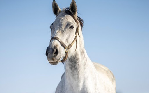 WHITE HORSE Theme from Chrome web store to be run with OffiDocs Chromium online WHITE HORSE Theme from Chrome web store to be run with OffiDocs Chromium online