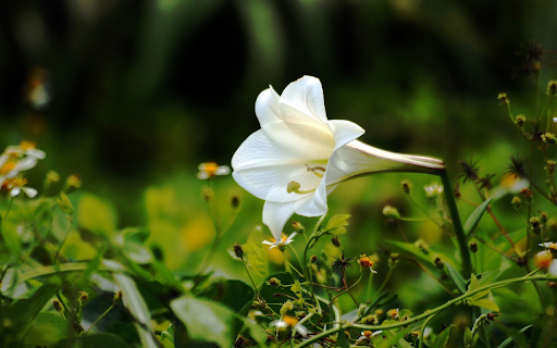 White lily from Chrome web store to be run with OffiDocs Chromium online White lily from Chrome web store to be run with OffiDocs Chromium online