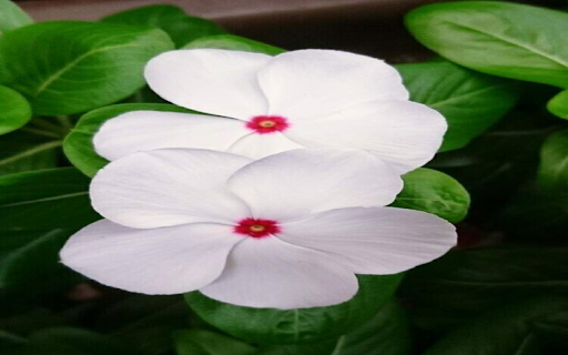 White Periwinkle flower wallpaper from Chrome web store to be run with OffiDocs Chromium online White Periwinkle flower wallpaper from Chrome web store to be run with OffiDocs Chromium online