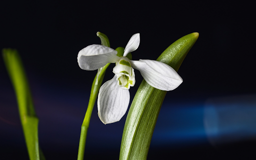 White petals from Chrome web store to be run with OffiDocs Chromium online White petals from Chrome web store to be run with OffiDocs Chromium online