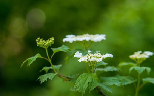 White pigweed from Chrome web store to be run with OffiDocs Chromium online White pigweed from Chrome web store to be run with OffiDocs Chromium online