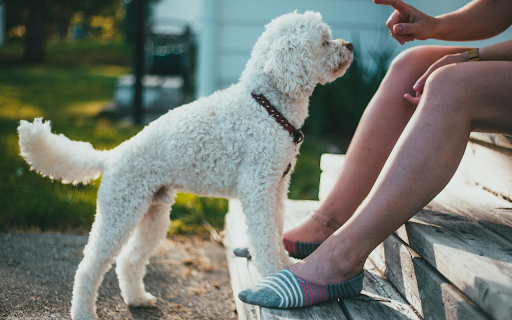 White Poodle from Chrome web store to be run with OffiDocs Chromium online White Poodle from Chrome web store to be run with OffiDocs Chromium online