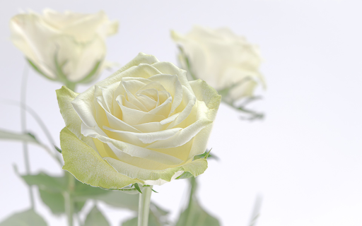 White rose in the morning from Chrome web store to be run with OffiDocs Chromium online White rose in the morning from Chrome web store to be run with OffiDocs Chromium online