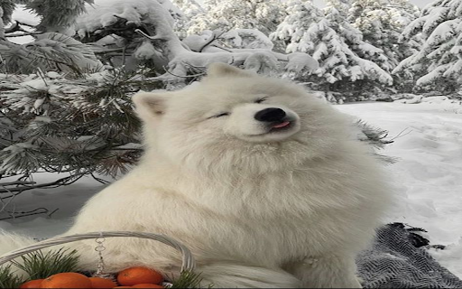 white Samoyed dog wallpaper from Chrome web store to be run with OffiDocs Chromium online white Samoyed dog wallpaper from Chrome web store to be run with OffiDocs Chromium online