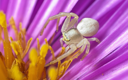 White spider from Chrome web store to be run with OffiDocs Chromium online White spider from Chrome web store to be run with OffiDocs Chromium online