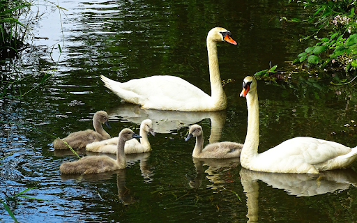 White swans from Chrome web store to be run with OffiDocs Chromium online White swans from Chrome web store to be run with OffiDocs Chromium online