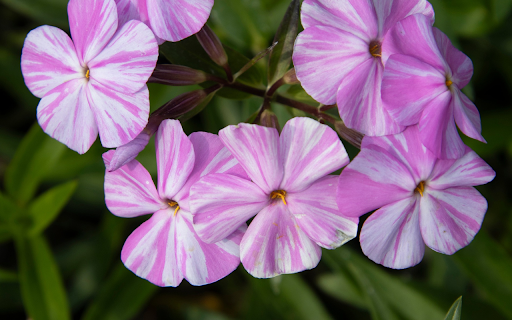 White Violet Flowers from Chrome web store to be run with OffiDocs Chromium online White Violet Flowers from Chrome web store to be run with OffiDocs Chromium online