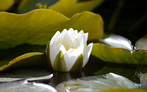 White Water Lilies Blooming from Chrome web store to be run with OffiDocs Chromium online White Water Lilies Blooming from Chrome web store to be run with OffiDocs Chromium online