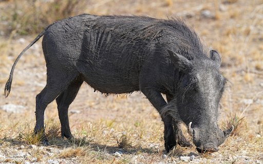Wild boar and long fangs from Chrome web store to be run with OffiDocs Chromium online Wild boar and long fangs from Chrome web store to be run with OffiDocs Chromium online