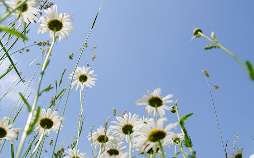 Wild daisies from Chrome web store to be run with OffiDocs Chromium online Wild daisies from Chrome web store to be run with OffiDocs Chromium online