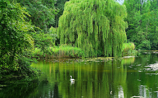 Willow shadow by the lake from Chrome web store to be run with OffiDocs Chromium online Willow shadow by the lake from Chrome web store to be run with OffiDocs Chromium online