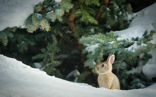 Winter Forest Bunny from Chrome web store to be run with OffiDocs Chromium online Winter Forest Bunny from Chrome web store to be run with OffiDocs Chromium online