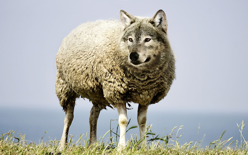 Wolf faced sheep from Chrome web store to be run with OffiDocs Chromium online Wolf faced sheep from Chrome web store to be run with OffiDocs Chromium online