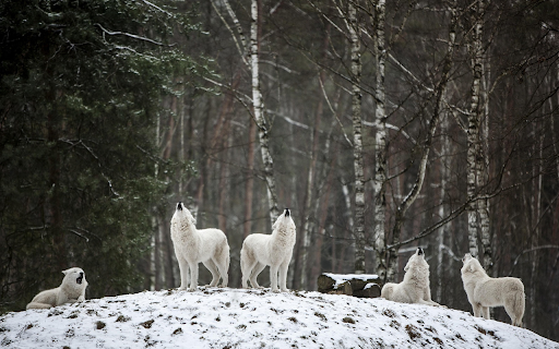 Wolves howl from Chrome web store to be run with OffiDocs Chromium online Wolves howl from Chrome web store to be run with OffiDocs Chromium online