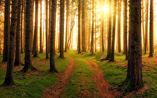 Wooden trees receive sunlight from Chrome web store to be run with OffiDocs Chromium online Wooden trees receive sunlight from Chrome web store to be run with OffiDocs Chromium online