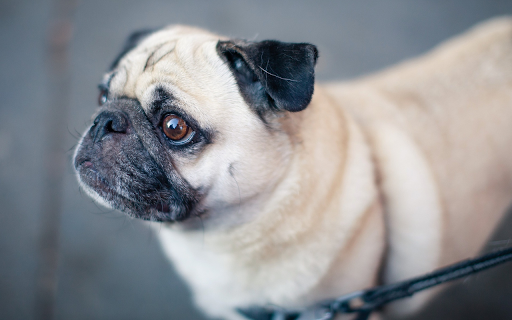 Wrinkled faced dog from Chrome web store to be run with OffiDocs Chromium online Wrinkled faced dog from Chrome web store to be run with OffiDocs Chromium online