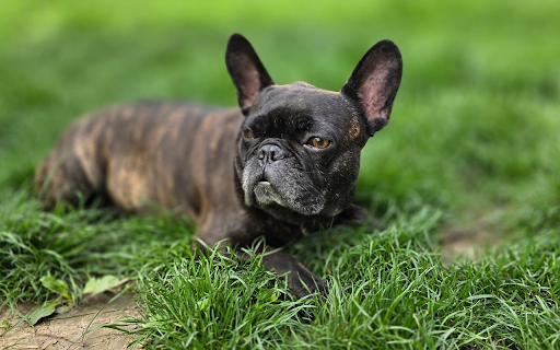 Wrinkled Face Dog from Chrome web store to be run with OffiDocs Chromium online Wrinkled Face Dog from Chrome web store to be run with OffiDocs Chromium online