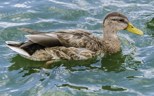 Yellow billed duck from Chrome web store to be run with OffiDocs Chromium online Yellow billed duck from Chrome web store to be run with OffiDocs Chromium online