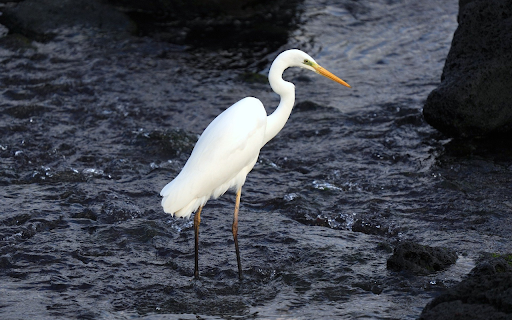 Yellow billed stork from Chrome web store to be run with OffiDocs Chromium online Yellow billed stork from Chrome web store to be run with OffiDocs Chromium online