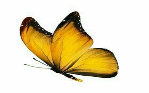 yellow butterfly wallpaper black border from Chrome web store to be run with OffiDocs Chromium online yellow butterfly wallpaper black border from Chrome web store to be run with OffiDocs Chromium online