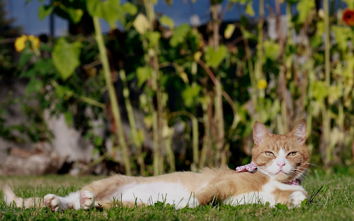 Yellow Cat Sunbathing from Chrome web store to be run with OffiDocs Chromium online Yellow Cat Sunbathing from Chrome web store to be run with OffiDocs Chromium online