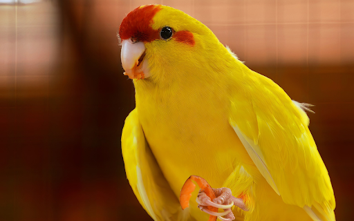 Yellow cheeked parrot from Chrome web store to be run with OffiDocs Chromium online Yellow cheeked parrot from Chrome web store to be run with OffiDocs Chromium online
