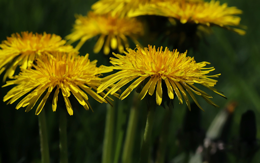 Yellow Dandelion Flowers from Chrome web store to be run with OffiDocs Chromium online Yellow Dandelion Flowers from Chrome web store to be run with OffiDocs Chromium online