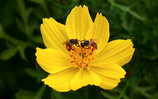 Yellow flower and two bees from Chrome web store to be run with OffiDocs Chromium online Yellow flower and two bees from Chrome web store to be run with OffiDocs Chromium online