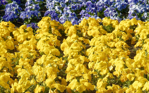 Yellow flowers, blue flowers from Chrome web store to be run with OffiDocs Chromium online Yellow flowers, blue flowers from Chrome web store to be run with OffiDocs Chromium online