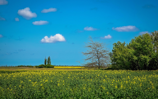 Yellow flowers on green fields from Chrome web store to be run with OffiDocs Chromium online Yellow flowers on green fields from Chrome web store to be run with OffiDocs Chromium online