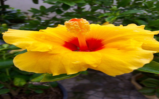 Yellow Hibiscus Wallpaper from Chrome web store to be run with OffiDocs Chromium online Yellow Hibiscus Wallpaper from Chrome web store to be run with OffiDocs Chromium online